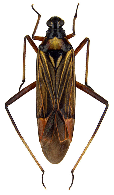 Insect with a black and brown body on a white background