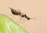 Small insect on a green leaf with a beige background