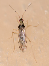 Small insect on a beige background
