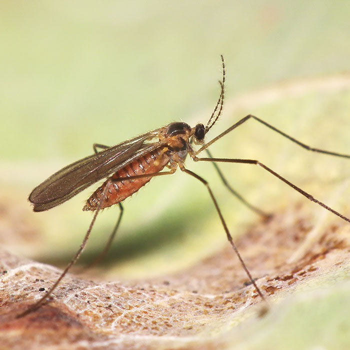 Close-up of a mosquito on a wooden surface with a blurred natural background