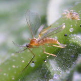 Small insect on a green leaf with a blurred background