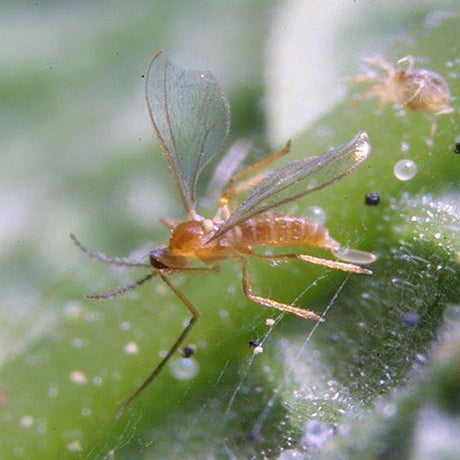 Small insect on a green leaf with a blurred background