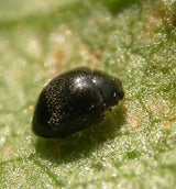 Small black insect on a green leaf