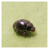 Small black beetle on a green leaf