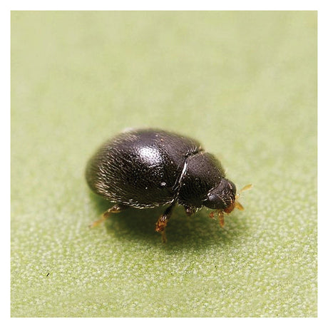 Small black beetle on a green leaf