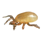 Stratiolaelaps scimitus (Hypoaspis miles) – Beneficial Predatory Mites