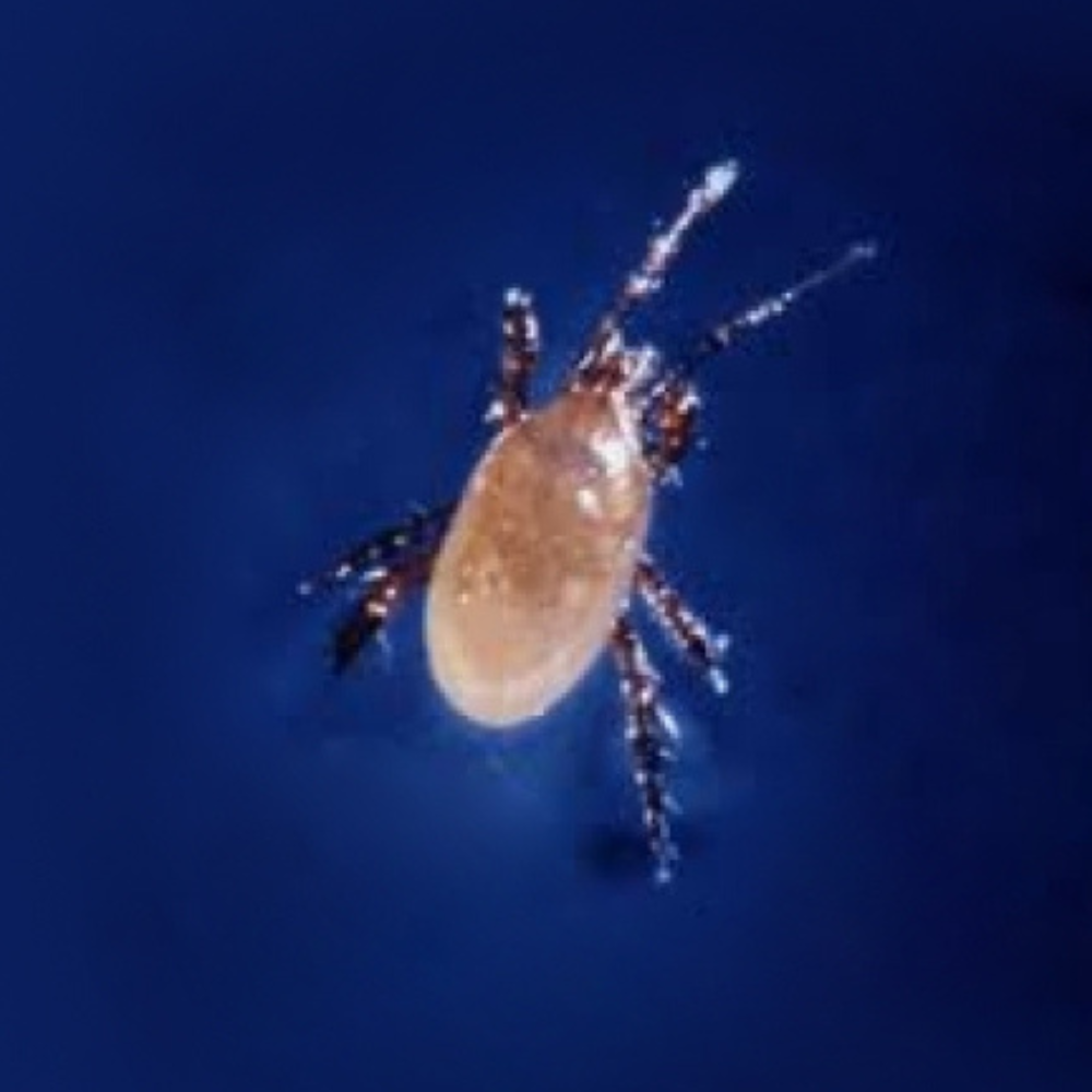 Stratiolaelaps scimitus (Hypoaspis miles) – Beneficial Predatory Mites
