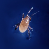 Stratiolaelaps scimitus (Hypoaspis miles) – Beneficial Predatory Mites