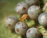 Small insect on a cluster of white cottony eggs on a green plant.