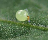 Small insect on a green leaf with a close-up view