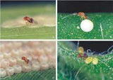 Four stages of a spider building a web with a small insect.