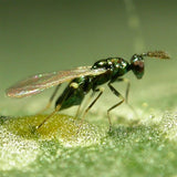Diglyphus isaea – Beneficial Parasitoid Wasps for Leafminer Control