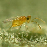 Small yellow insect on a green surface