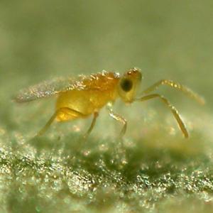 Small yellow insect on a green surface