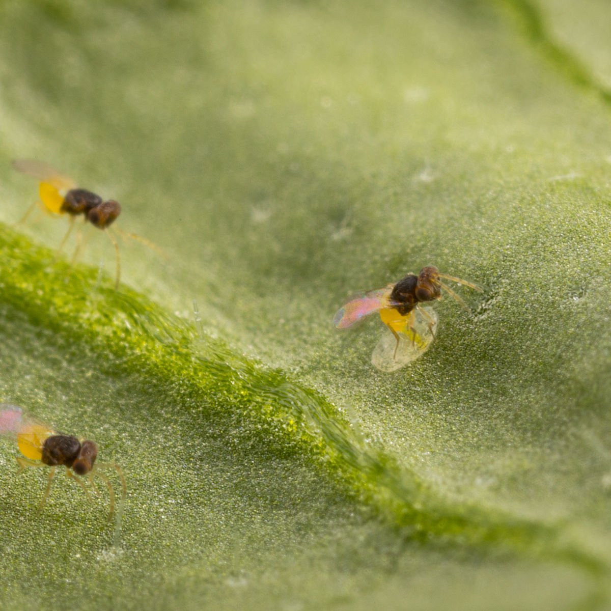 Three small insects on a green leaf