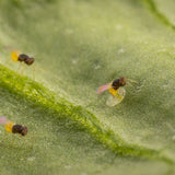 Three small insects on a green leaf