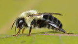 Bumblebee on a leaf