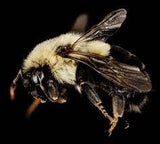 Close-up of a bee against a dark background