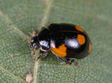 Black and orange ladybug on a green leaf