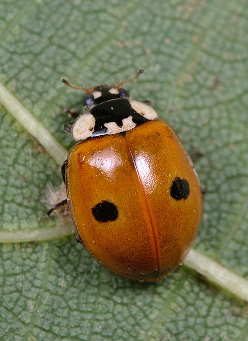 Orange ladybug with black spots on a green leaf