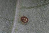 Amblyseius degenerans Predatory Mites – Biological Control for Thrips