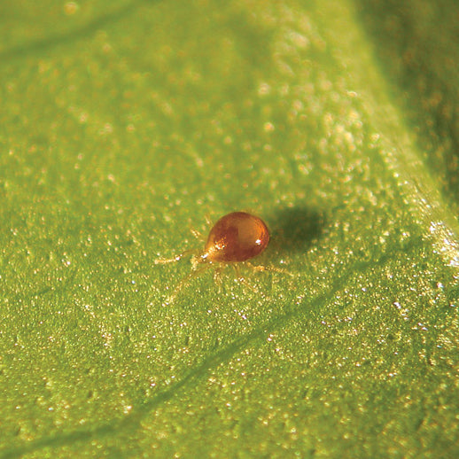 Amblyseius degenerans Predatory Mites – Biological Control for Thrips