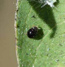 Small black insect on a green leaf