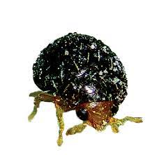 Close-up of a beetle on a white background