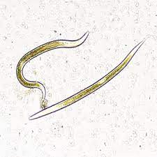 Illustration of a flatworm on a white background