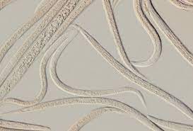 Close-up of textured beige surface with wavy patterns