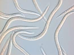 Close-up of a worm-like creature on a light gray background