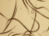 Microscopic view of helical organisms on a beige background