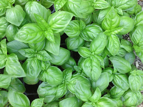 Genovese Italian Basil Seeds