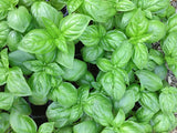 Genovese Italian Basil Seeds