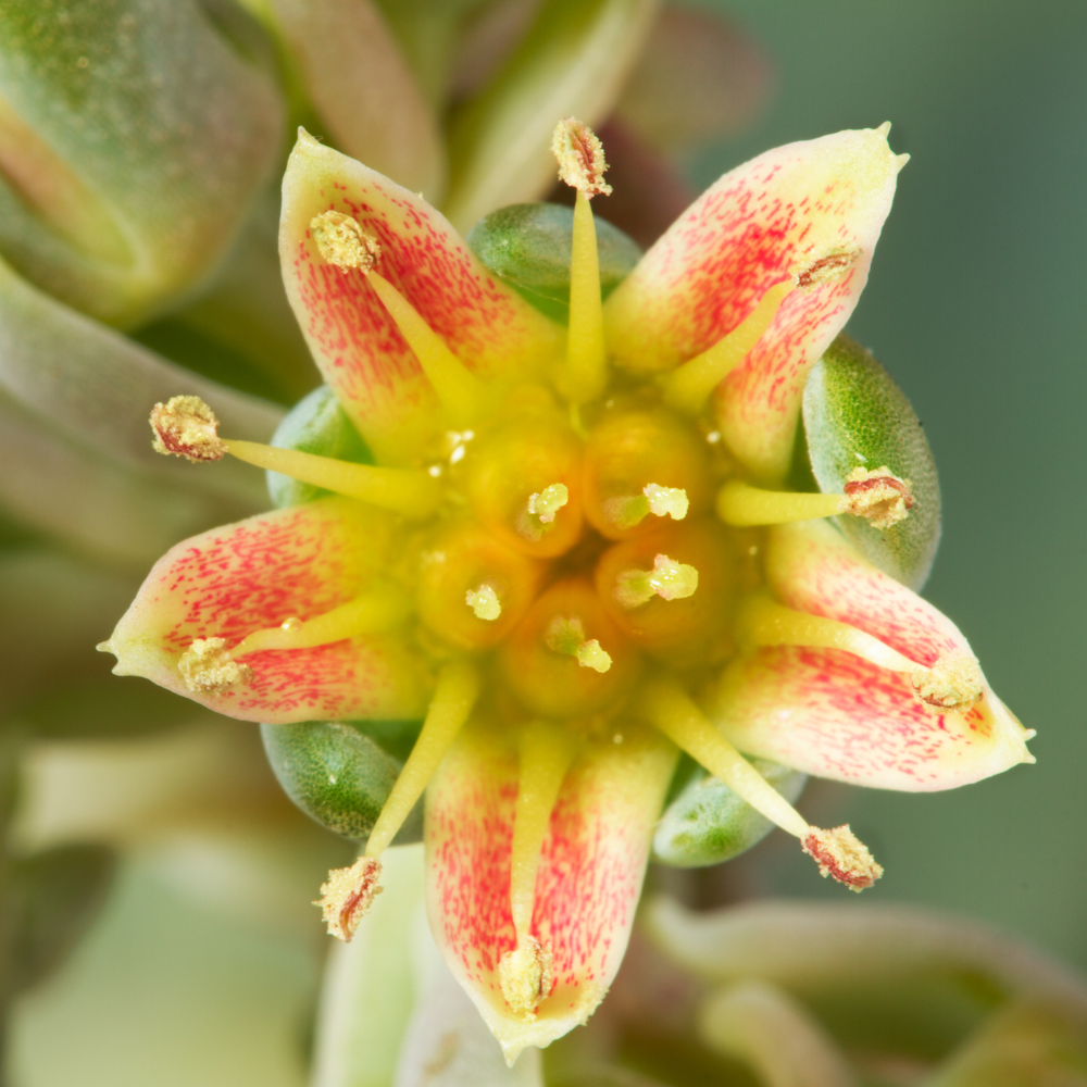 Ghost Plant (Graptopetalum paraguayense)