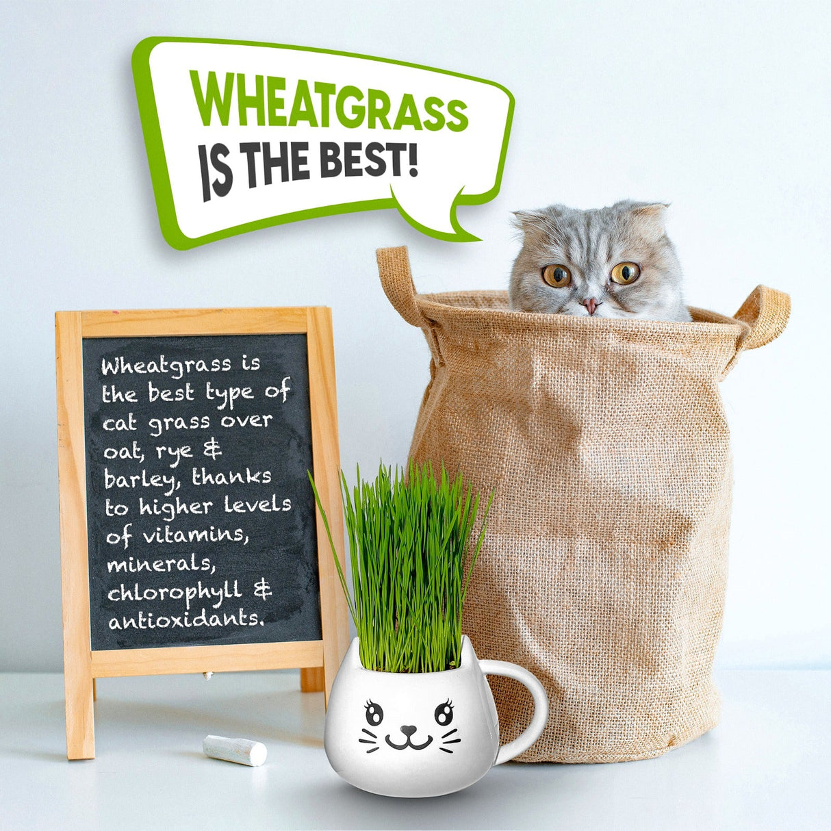 ZestiGreens Cat Grass Mug Growing Kit – Ceramic Planter with Organic Wheatgrass Seeds
