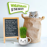 ZestiGreens Cat Grass Mug Growing Kit – Ceramic Planter with Organic Wheatgrass Seeds