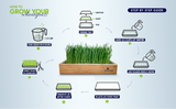 ZestiGreens Organic Self-Watering Wheatgrass Growing Kit – Soil-Free Indoor Grow System