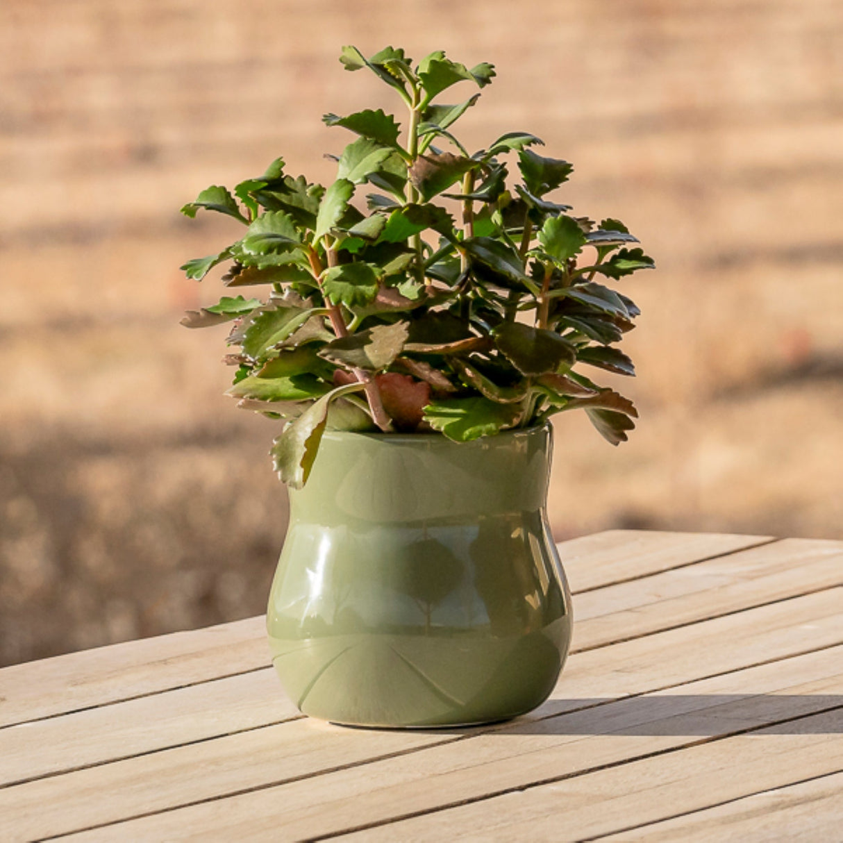 Forest Green Ceramic Plant Pot with Removable Liner
