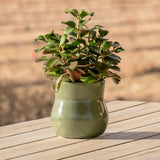 Forest Green Ceramic Plant Pot with Removable Liner