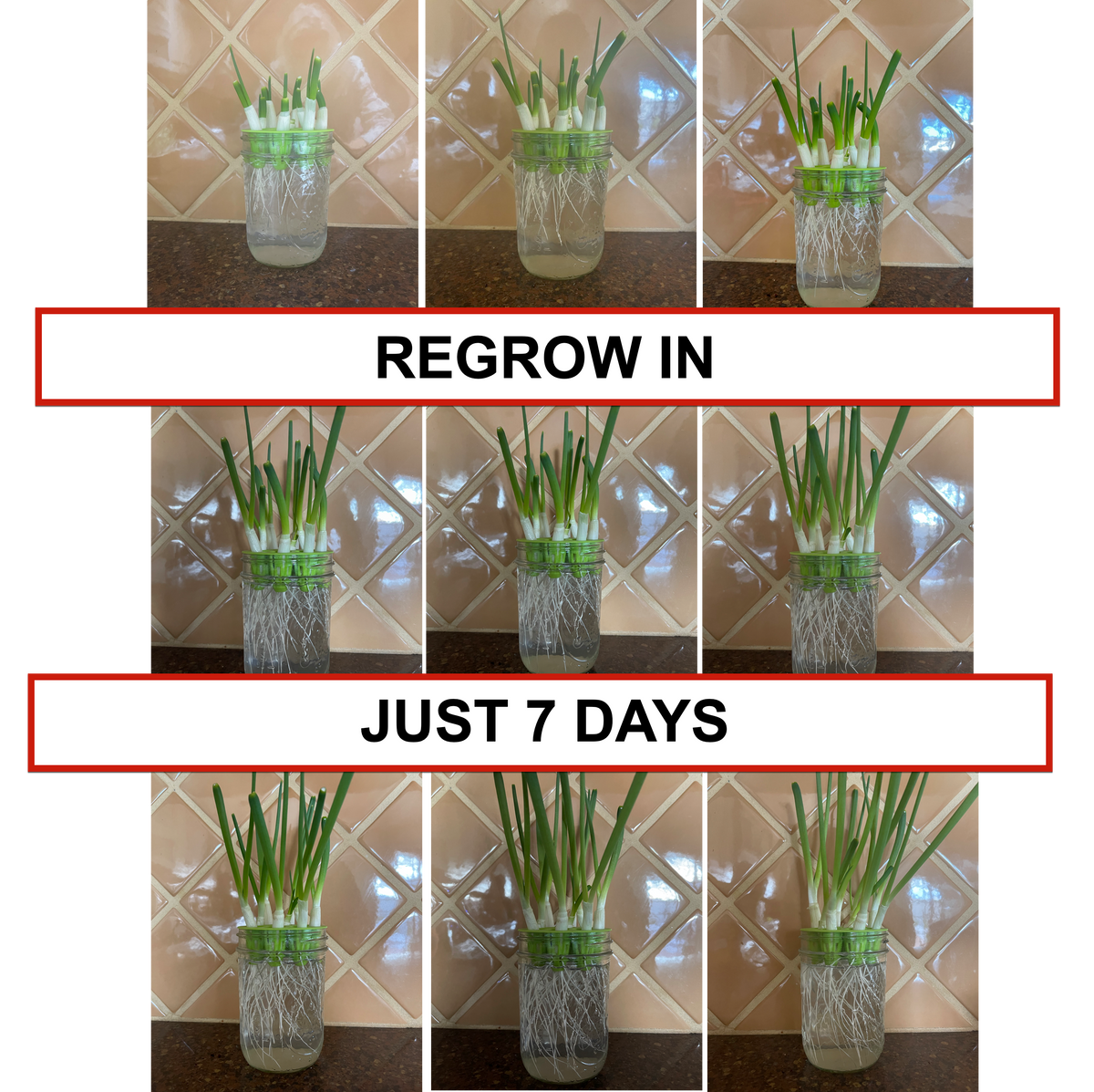 ZestiGreens Mason Jar Sprouting Lids & Green Onion Regrower