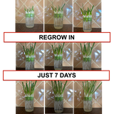 ZestiGreens Mason Jar Sprouting Lids & Green Onion Regrower