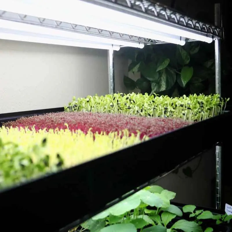Grow Rack - Automated Vertical Propagation Rack - Monster Gardens