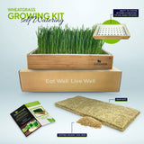 ZestiGreens Organic Self-Watering Wheatgrass Growing Kit – Soil-Free Indoor Grow System