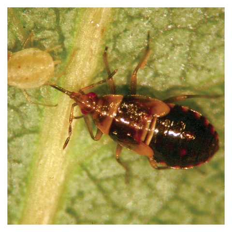Insect on a leaf with a green background