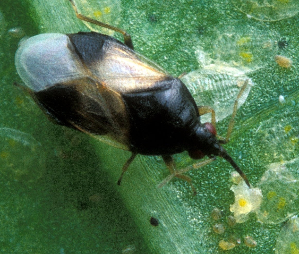 Orius insidiosus – Beneficial Minute Pirate Bugs for Thrips Control