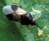 Orius insidiosus – Beneficial Minute Pirate Bugs for Thrips Control