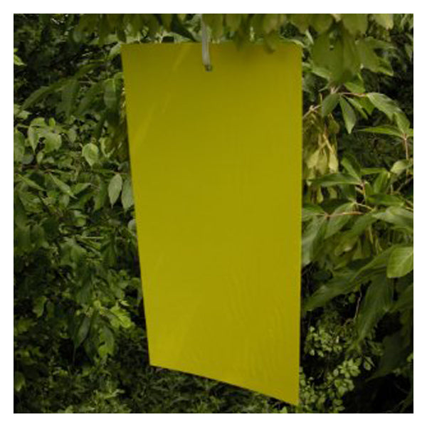 Yellow bug sticky card hanging from green foliage