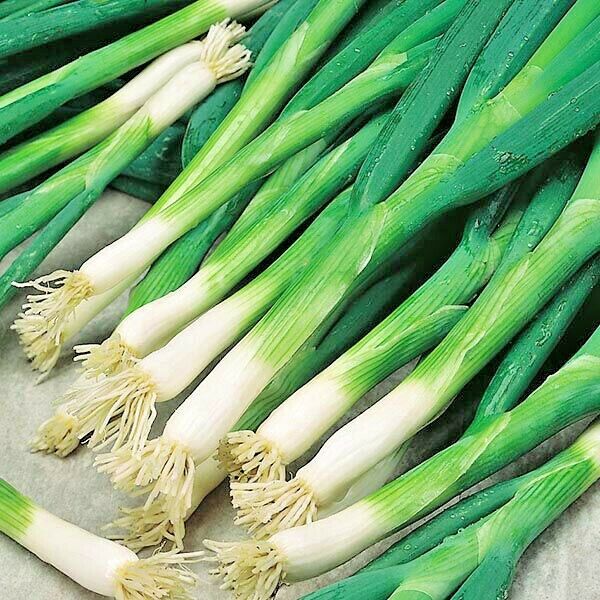 Heshiko Green Onion Seeds (He Shi Ko) – Japanese Bunching Onion – 10 Seeds