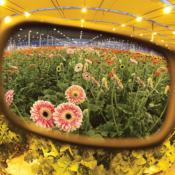 Method Seven Coup HPS Transition Grow Room Glasses